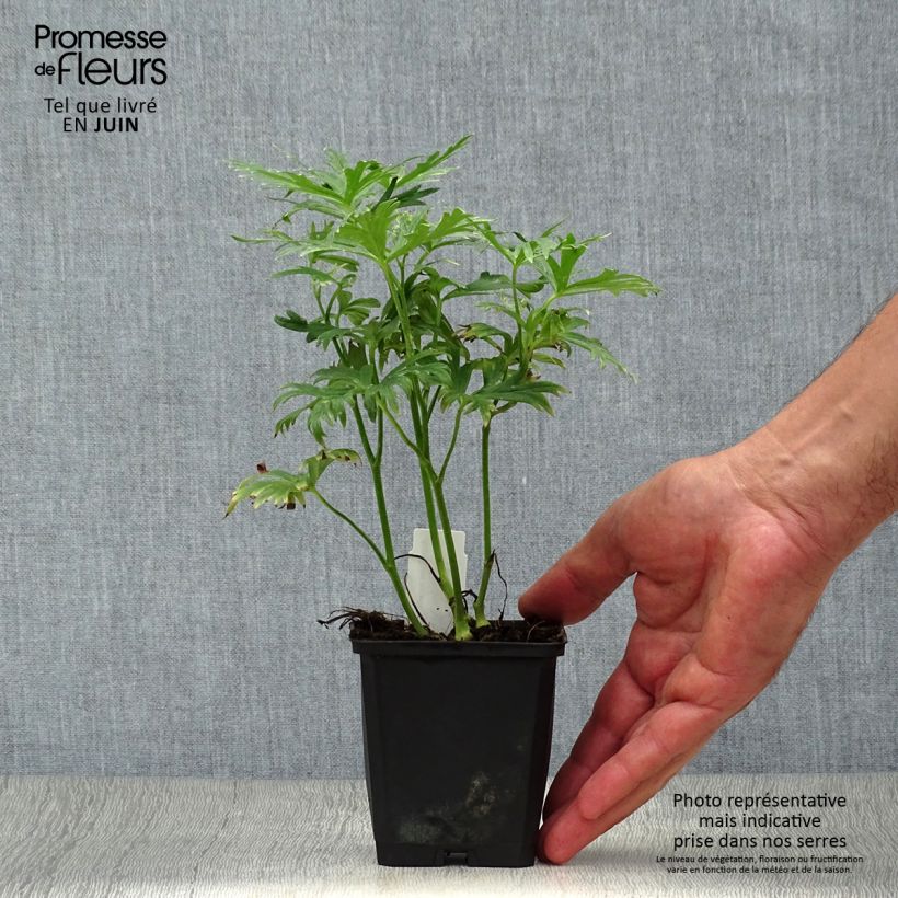 Aconitum napellus Rubellum 8/9 cm pot sample as delivered in summer
