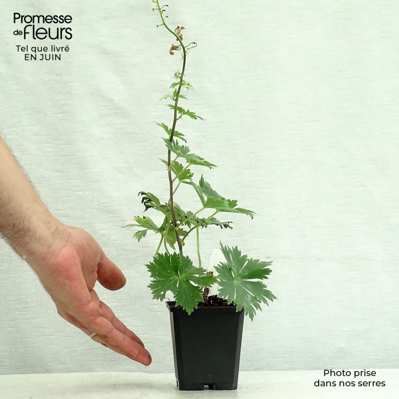 Aconitum lamarckii 8/9 cm pot sample as delivered in summer