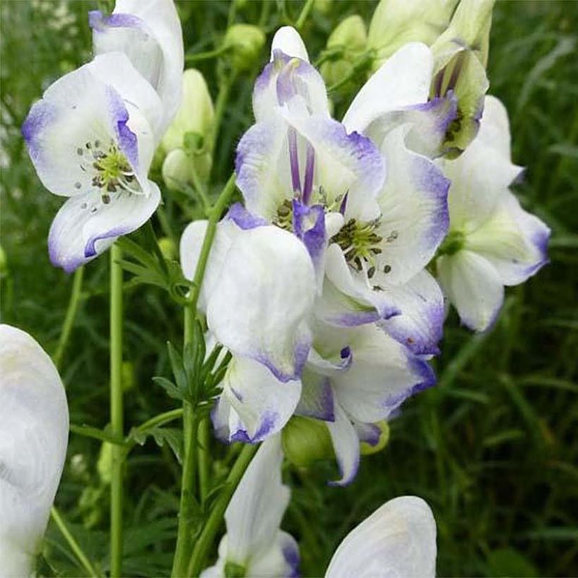 Aconitum cammarum Eleonora (Flowering)