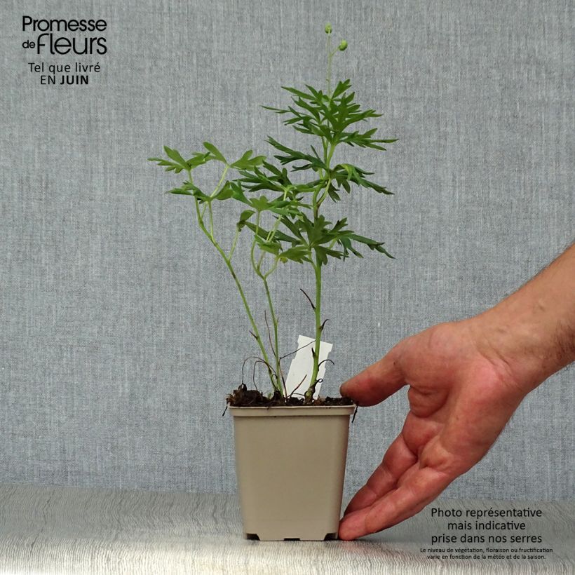 Aconitum napellus - Aconit napel   Godet de 9cm sample as delivered in summer