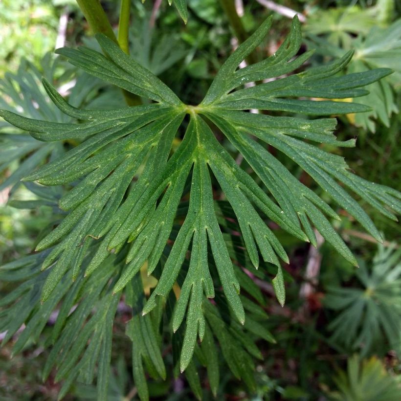 Aconitum napellus Rubellum (Foliage)