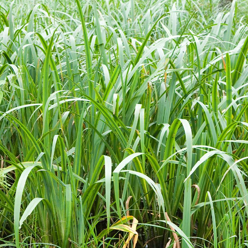 Acorus calamus (Foliage)
