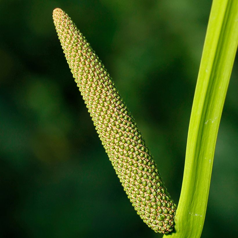 Acorus calamus (Flowering)