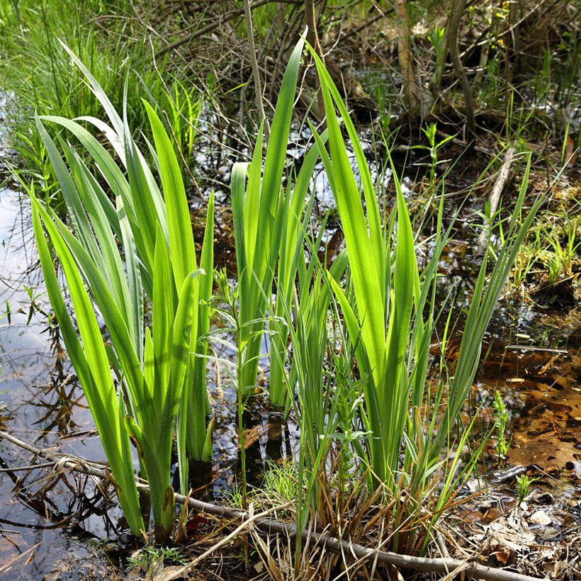 Acorus calamus (Plant habit)