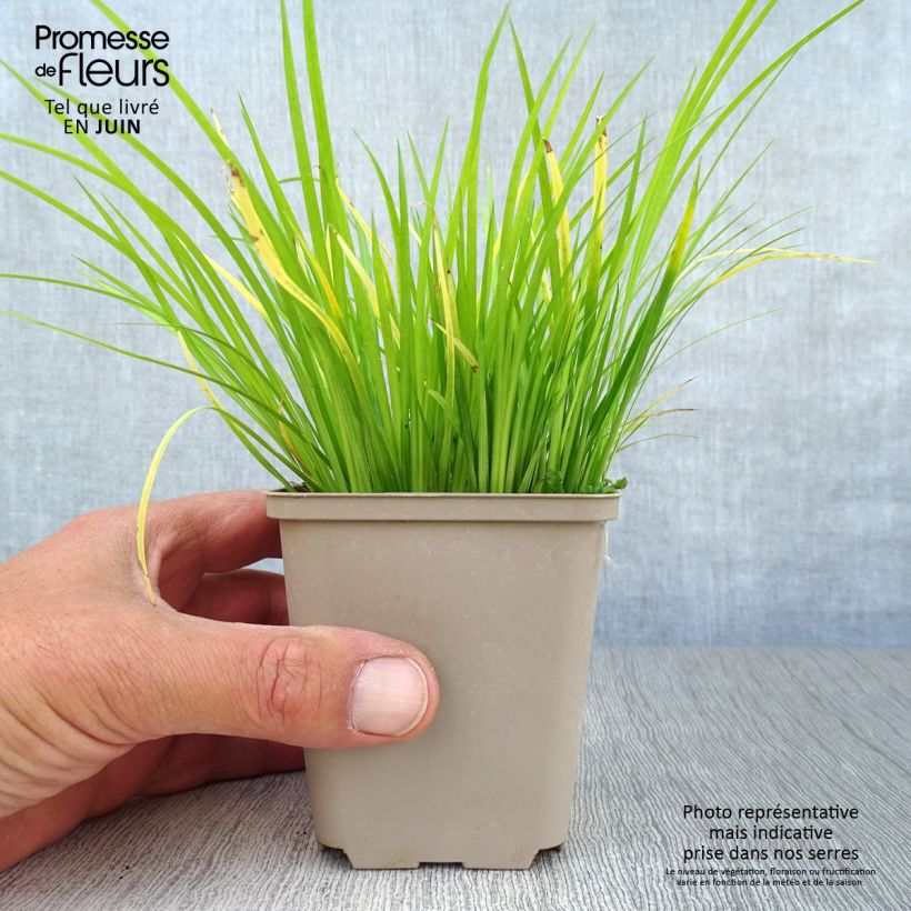 Acorus gramineus - Acore, jonc japonais Godet de 9cm sample as delivered in summer