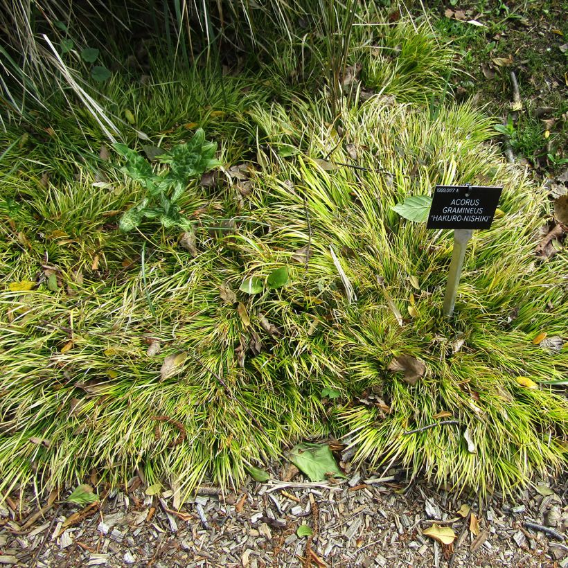 Acorus gramineus Hakuro-nishiki (Plant habit)