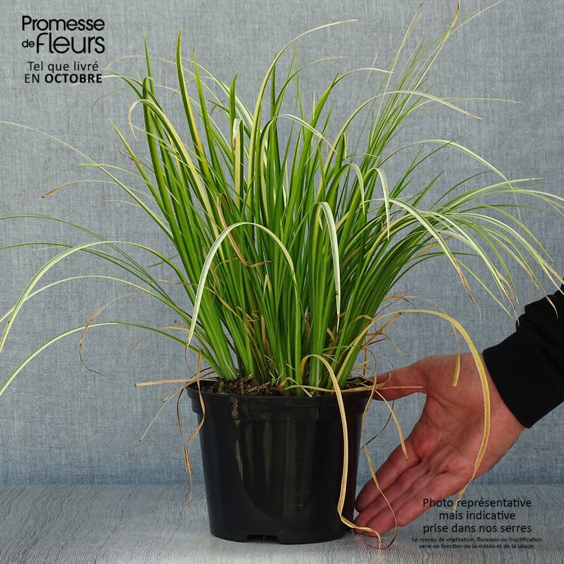 Acorus gramineus Ogon - Variegated Japanese Sweet Flag 2L/3L pot sample as delivered in autumn