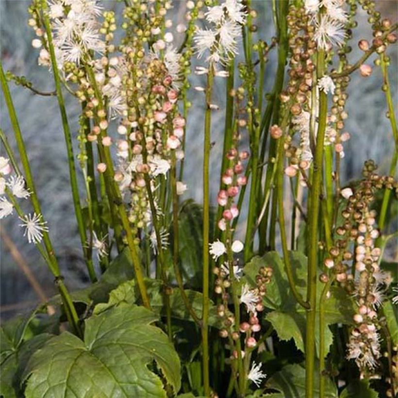 Cimicifuga japonica Cheju-Do (Flowering)