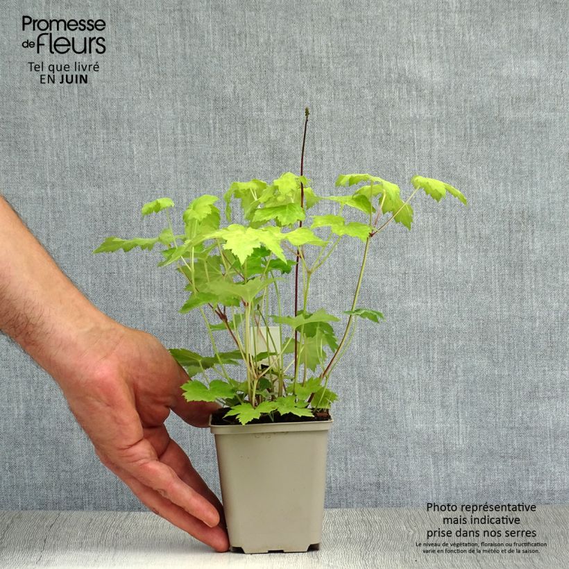 Cimicifuga japonica Cheju-Do 8/9 cm pot sample as delivered in summer