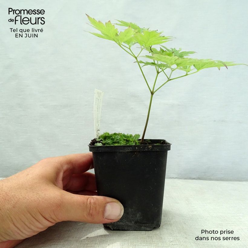 Actaea rubra - Actée rouge Godet de 9cm sample as delivered in summer