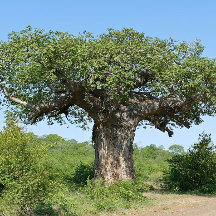 Adansonia digitata - Baobab (Plant habit)