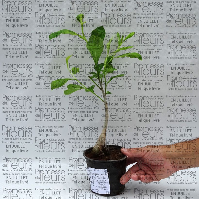 Adansonia digitata - Baobab africain Pot de 20L sample as delivered in summer