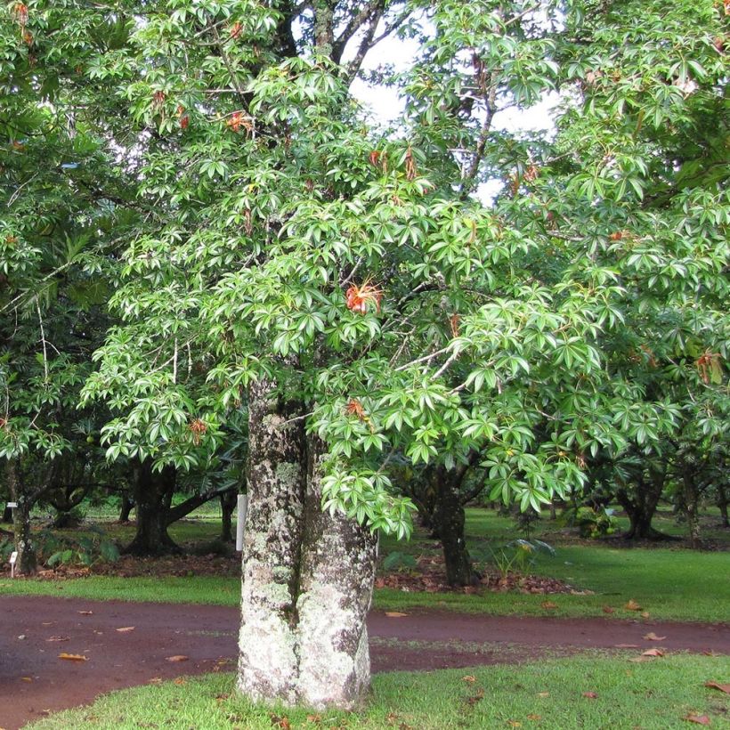 Adansonia madagascariensis - Madagascar baobab (Plant habit)