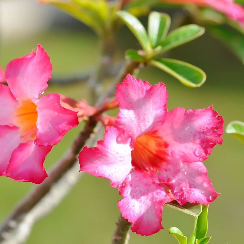 Rosa del desierto - Adenium obesum (Flowering)