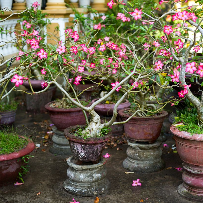 Rosa del desierto - Adenium obesum (Plant habit)