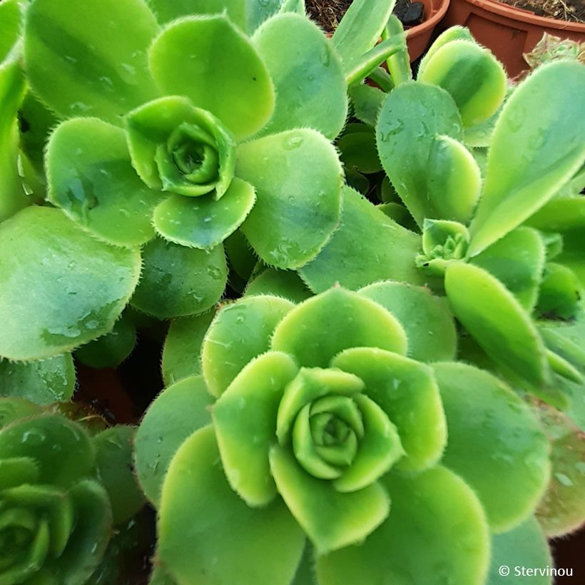 Aeonium Floresens (Foliage)