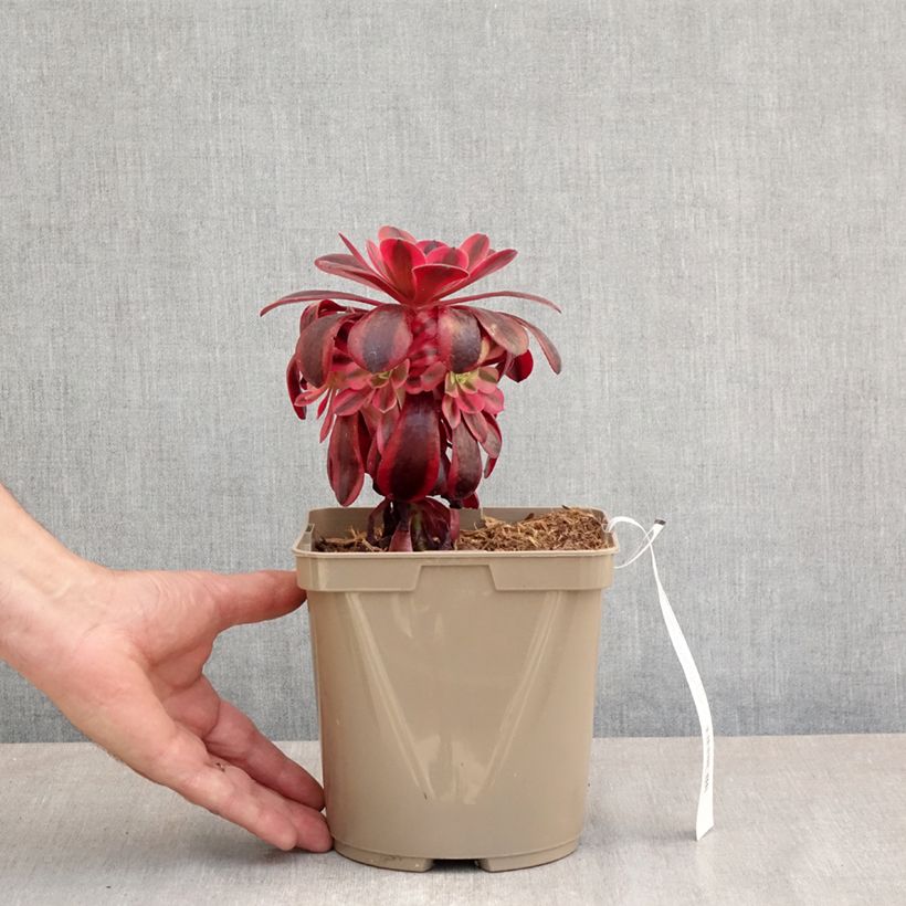 Aeonium arboreum Medusa - Tree Houseleek 3L/4L pot sample as delivered in spring