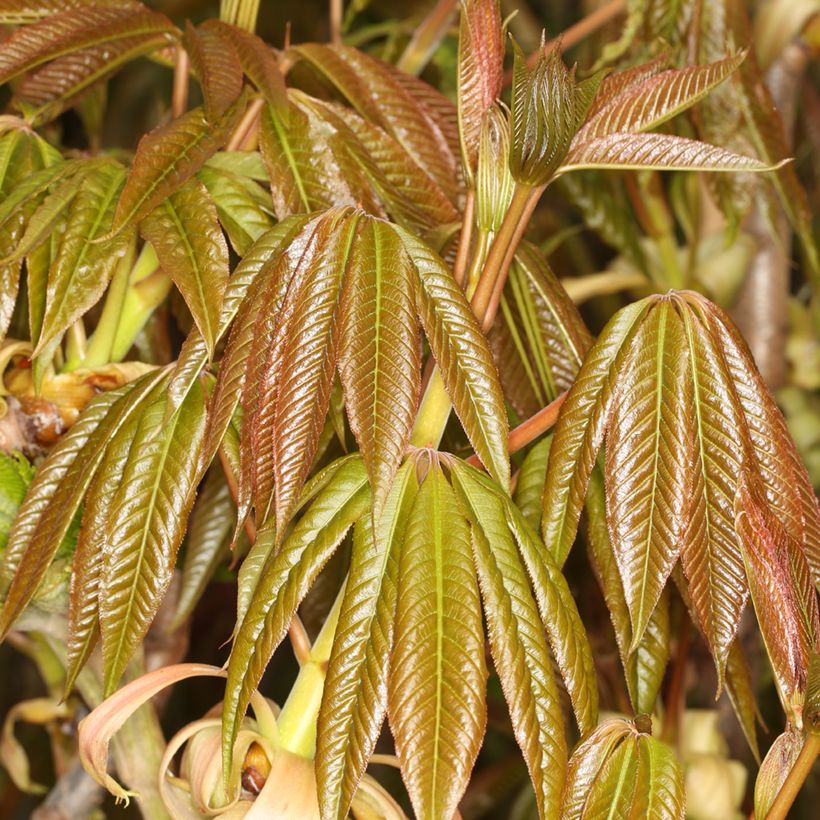 Aesculus chinensis - Chinese horse chestnut  (Foliage)