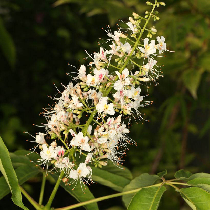 Aesculus chinensis - Chinese horse chestnut  (Flowering)