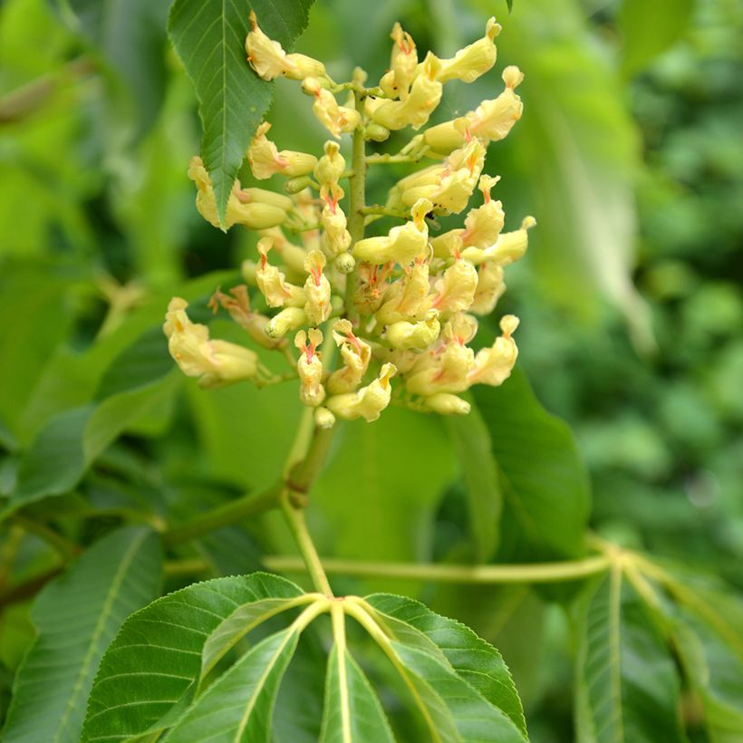 Aesculus flava - Yellow Buckeye (Flowering)