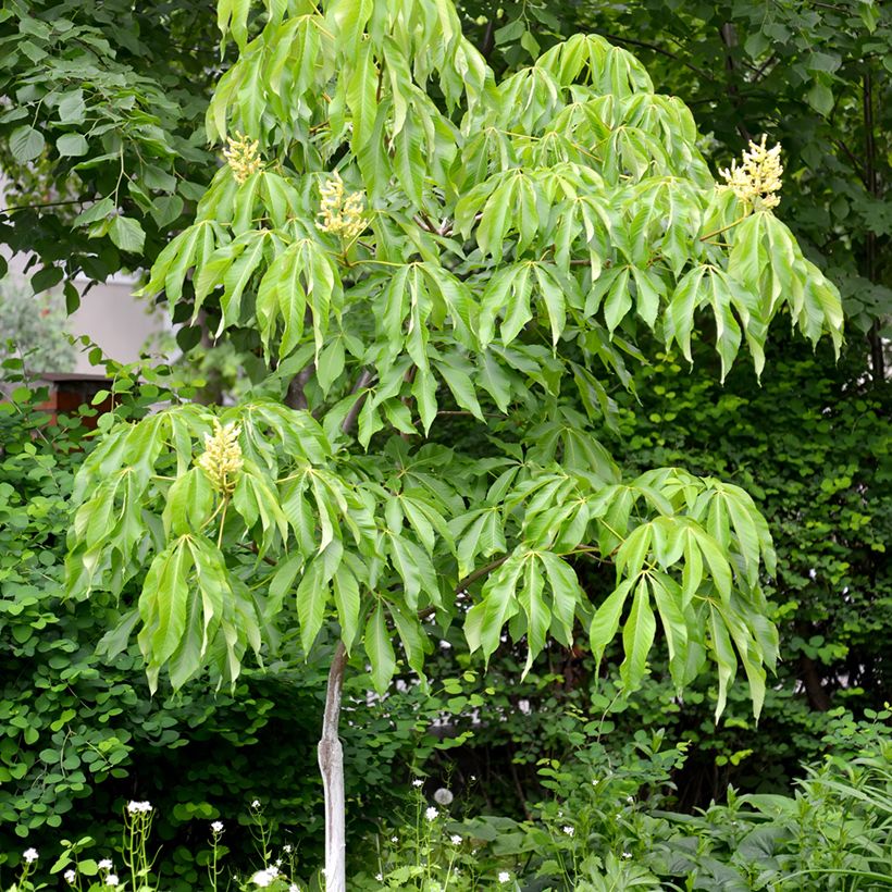 Aesculus flava - Yellow Buckeye (Plant habit)