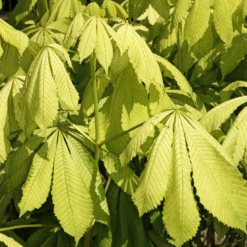 Aesculus hippocastanum Memmingeri (Foliage)