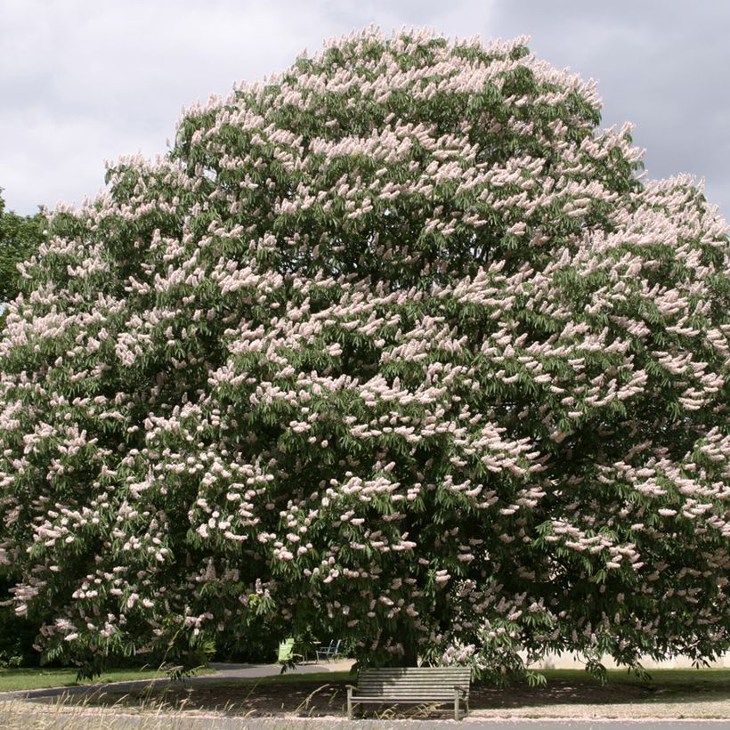 Aesculus indica Sydney - Indian horse-chestnut Pearce - Marronnier de l'Himalaya (Plant habit)