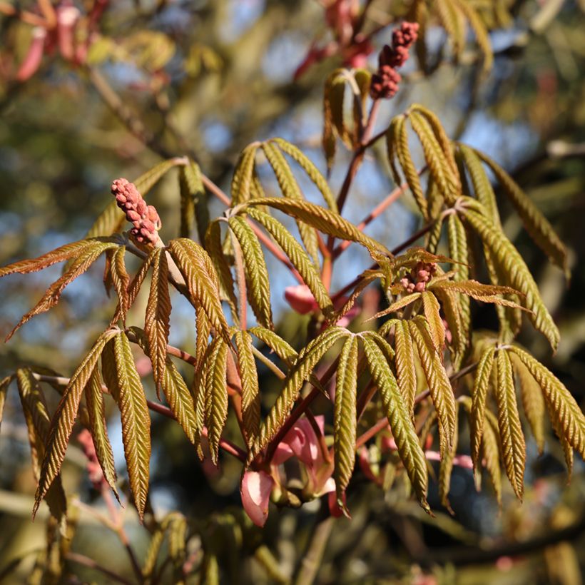 Aesculus pavia Humilis (Foliage)