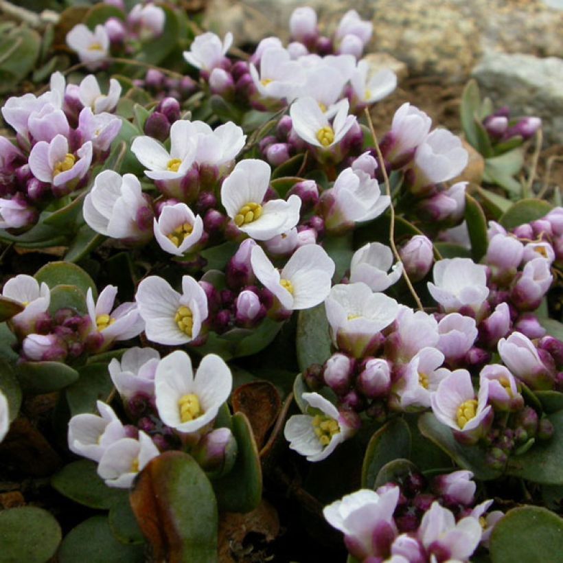 Aethionema oppositifolium (Flowering)
