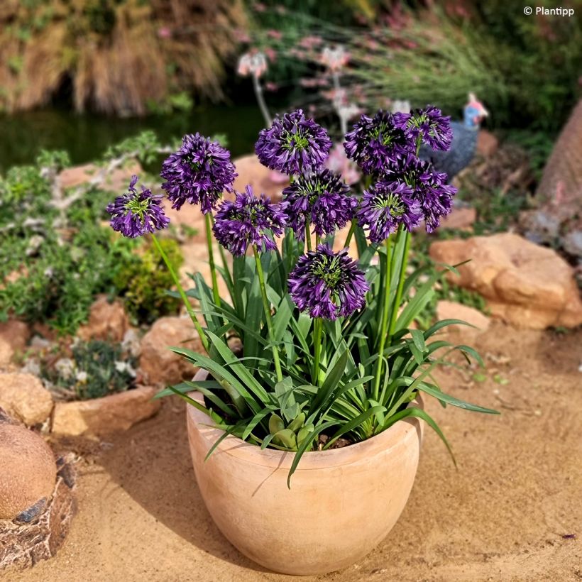 Agapanthus Black Jack (Plant habit)