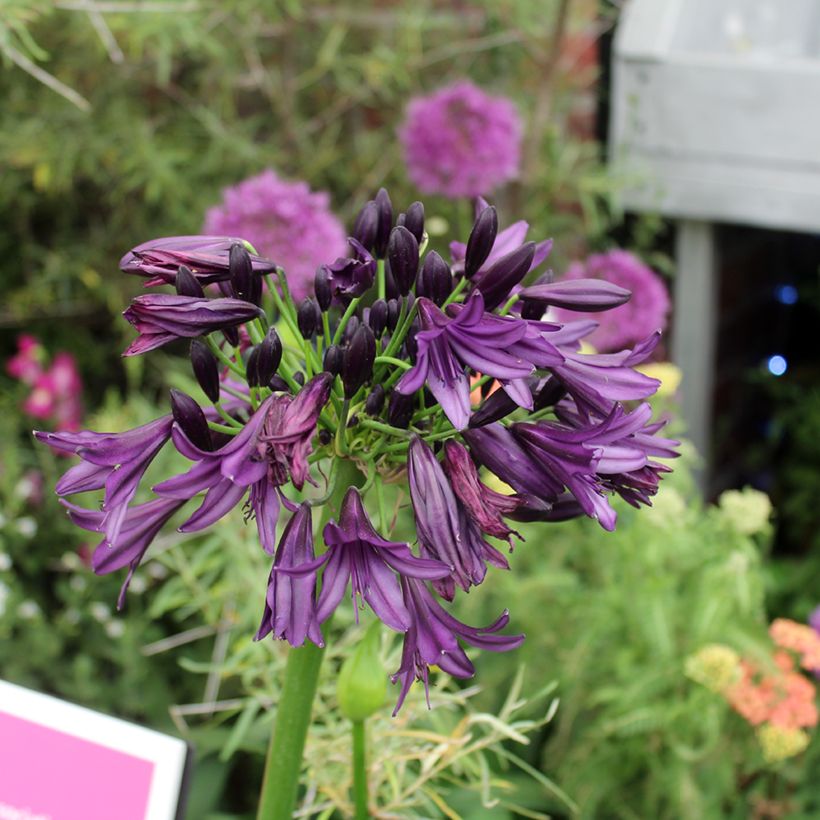 Agapanthus Black Jack (Flowering)