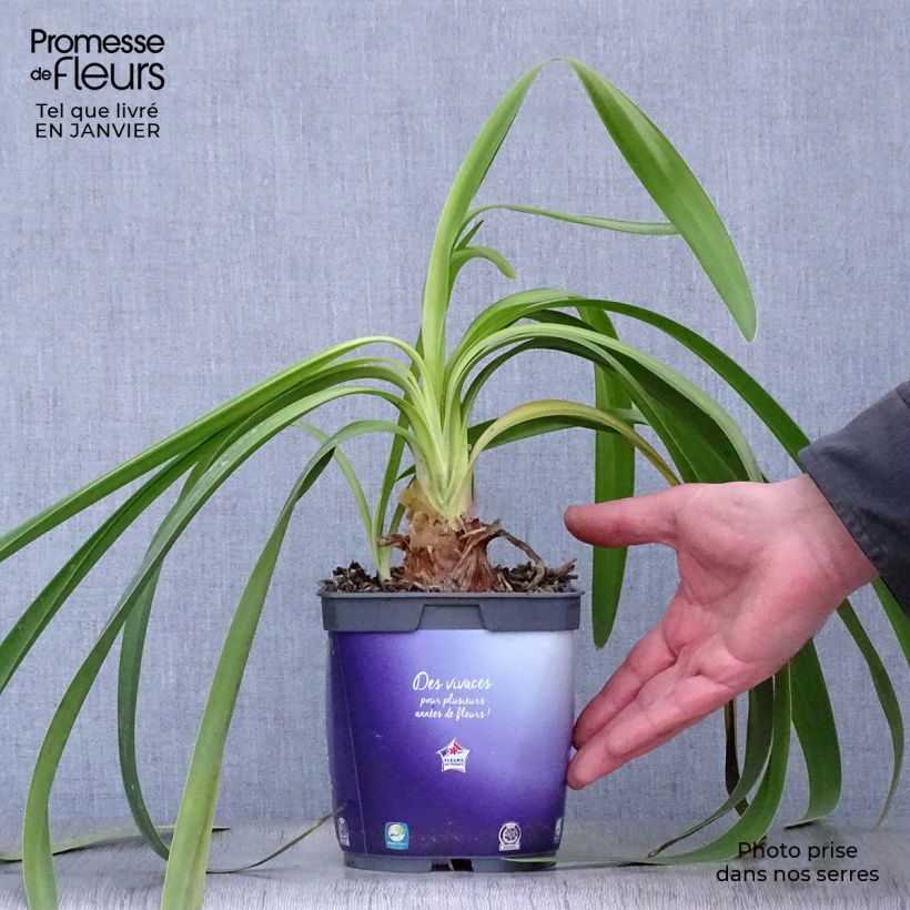 Agapanthe Black Pantha en pot de 2L/3L sample as delivered in winter