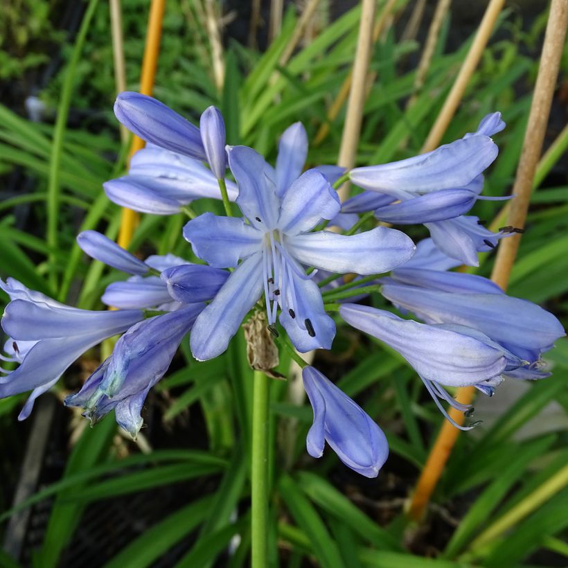 Agapanthus Blue Heaven (Flowering)