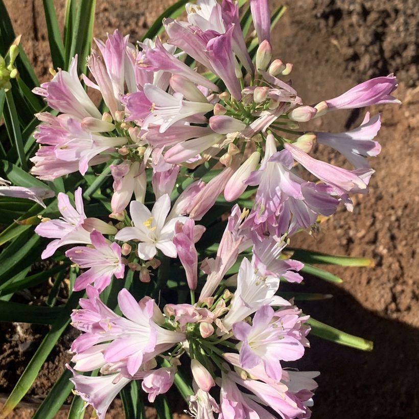 Agapanthus Blush Pink - African Lily (Flowering)