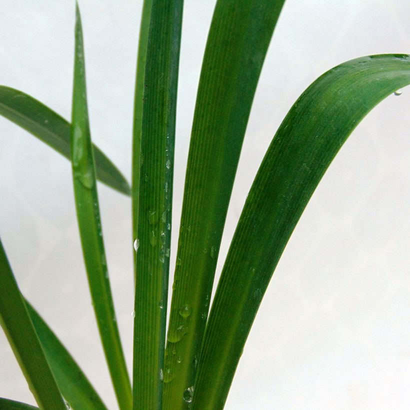 Agapanthus Dokter Brouwer (Foliage)