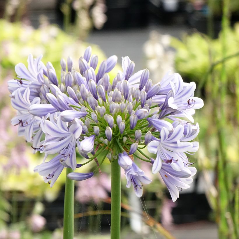 Agapanthus Full Moon (Flowering)