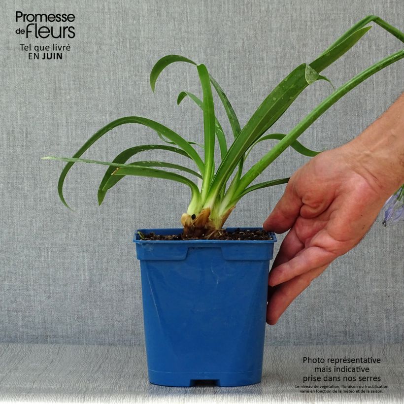 Agapanthus Graphite Blue 2L/3L pot sample as delivered in summer