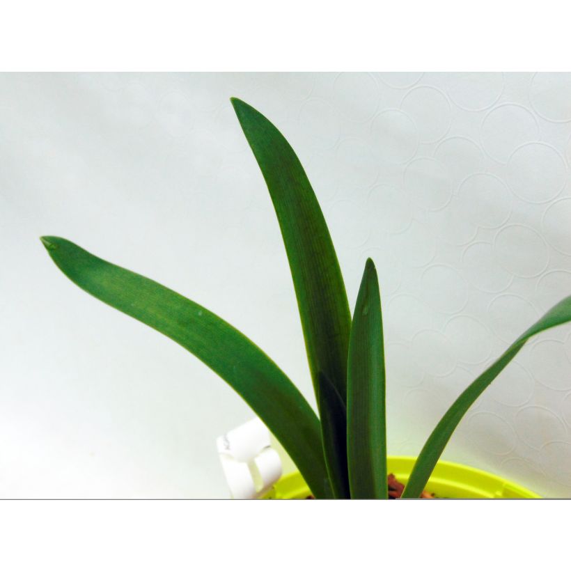 Agapanthus Graphite White (Foliage)