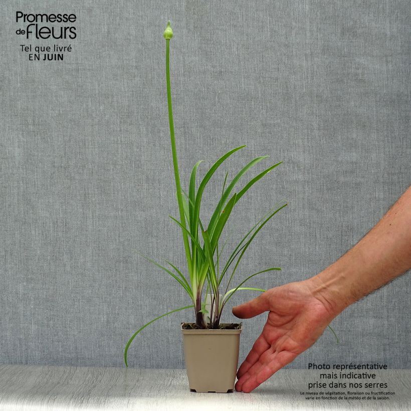 Agapanthus Navy Blue 8/9 cm pot sample as delivered in summer