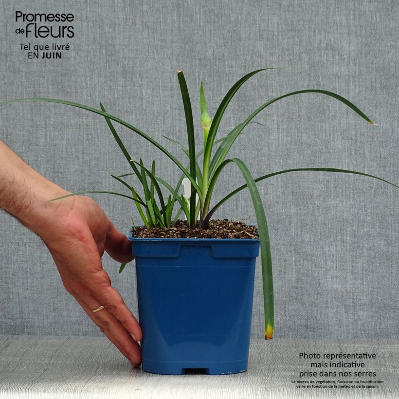 Agapanthus Northern Star 2L/3L pot sample as delivered in summer
