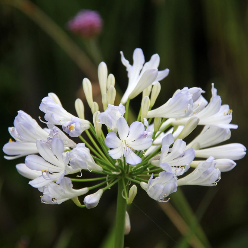 Agapanthus Phantom (Flowering)