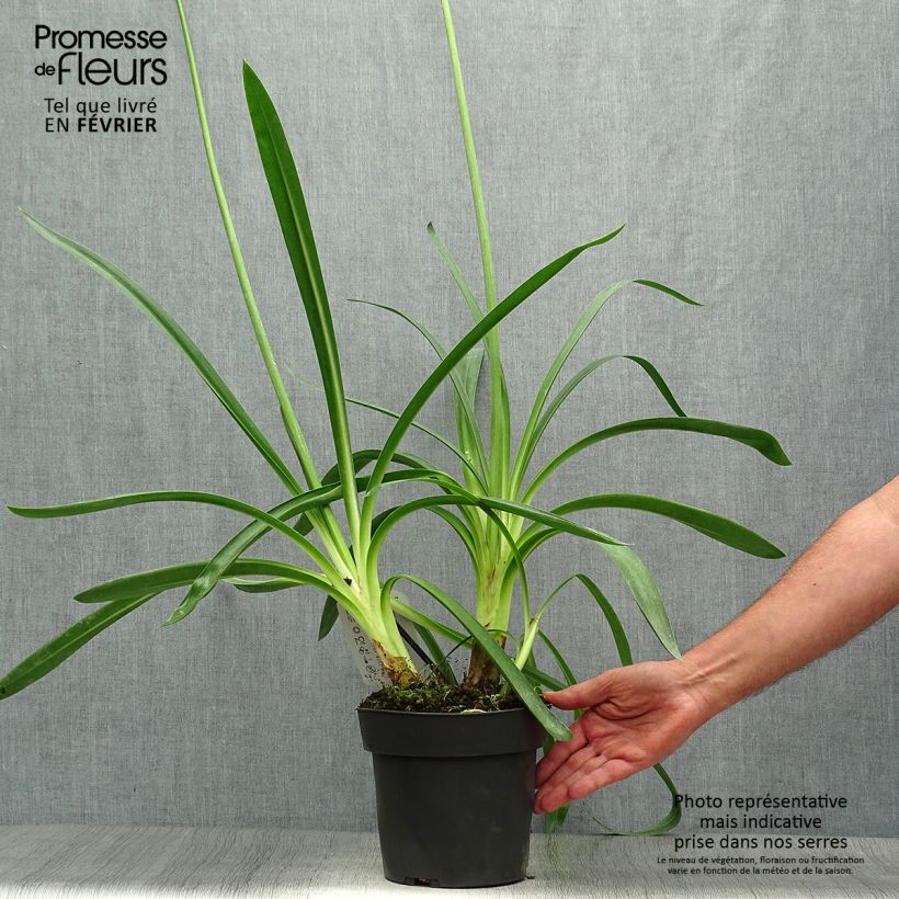 Agapanthe Purple Heart Pot de 2L/3L sample as delivered in autumn