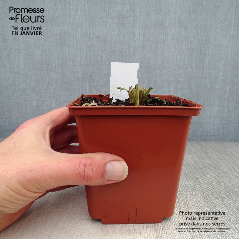 Agapanthe Tom Thumb - pot de 1L/1.5L sample as delivered in winter