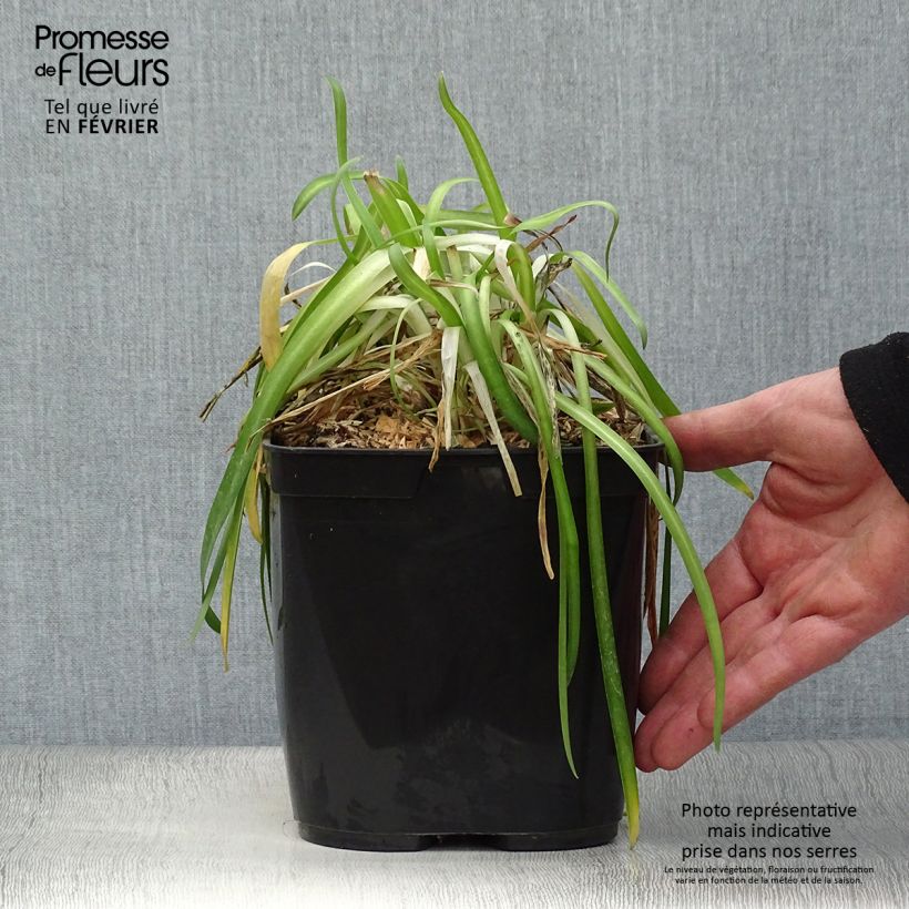 Agapanthe Vallée de la Romanche Pot de 2L/3L sample as delivered in winter