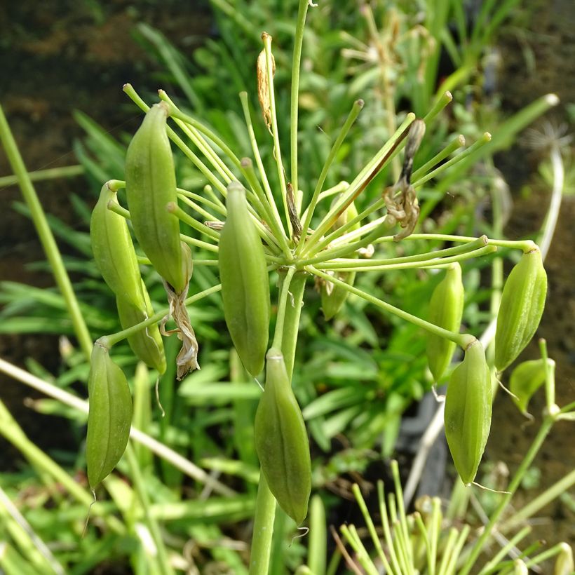 Agapanthus africanus Albus (Harvest)