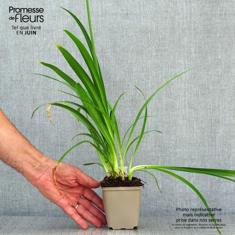Agapanthus Blue Thunder 8/9 cm pot sample as delivered in summer