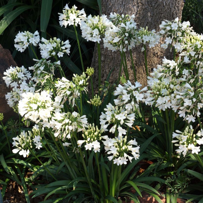 Agapanthus Ever White (Flowering)