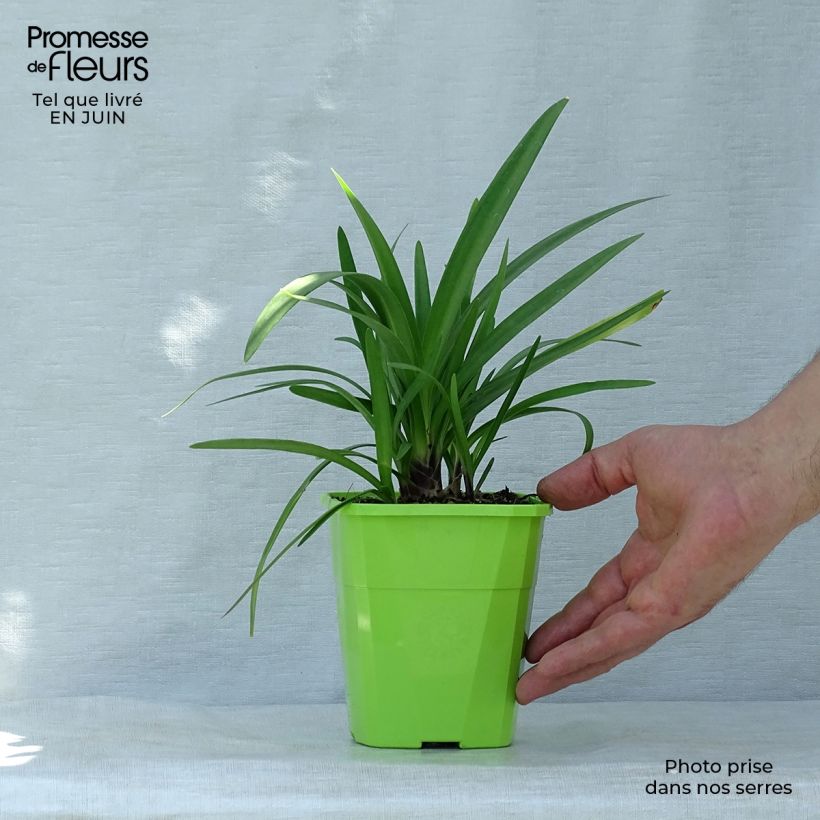 Agapanthus Fireworks 1L/1.5L pot sample as delivered in summer