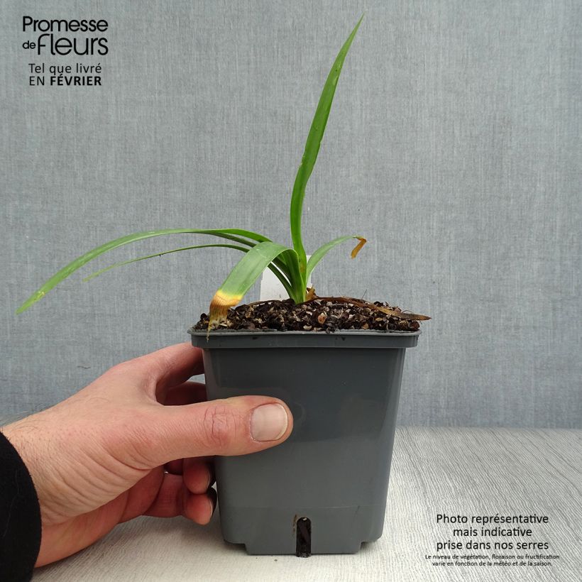 Agapanthe hybride Fireworks en pot de 1/1,5 litre sample as delivered in winter