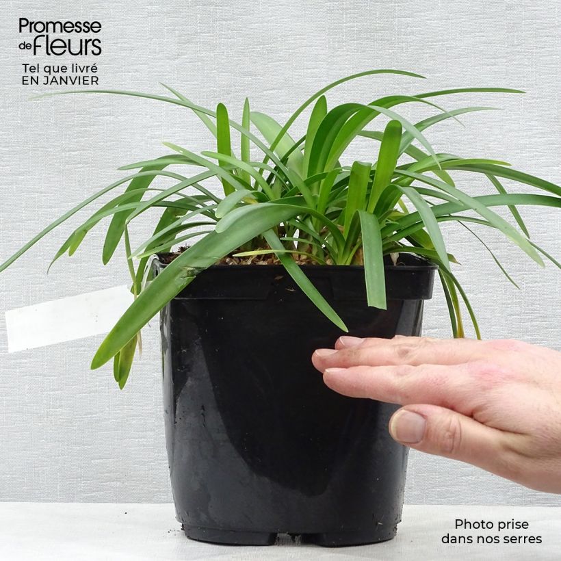 Agapanthe hybride Fireworks en pot de 2/3 litres sample as delivered in winter